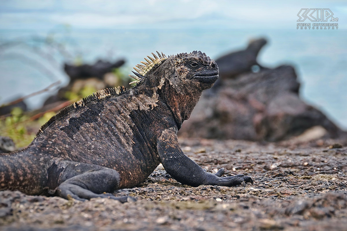 Galapagos - Isabela - Zeeleguaan The Galapagos eilanden zijn beroemd voor hun unieke zeeleguanen (amblyrhynchus cristatus) die je in grote getale kan terugvinden op stranden en rotsen. De zeeleguanen leven enkel van zeewier en daardoor zijn ze zeer afhankelijk van de stromingen rondom de eilanden en de jaarlijkse El Niño. Stefan Cruysberghs